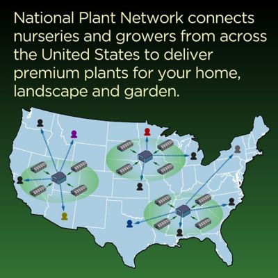 Image showing 8 th National Plant Network 3 gal. Potted Pink Hibiscus Head Over Heels Passion Bush