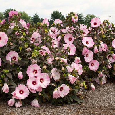 Image showing  3 gal. Potted Blush Hibiscus Head Over Heels Bush
