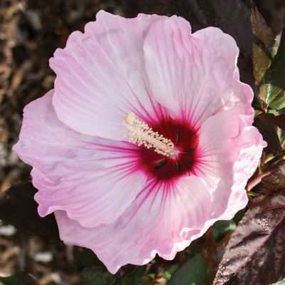 Image showing  3 gal. Potted Blush Hibiscus Head Over Heels Bush