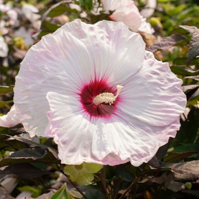 Image showing  3 gal. Potted Blush Hibiscus Head Over Heels Bush