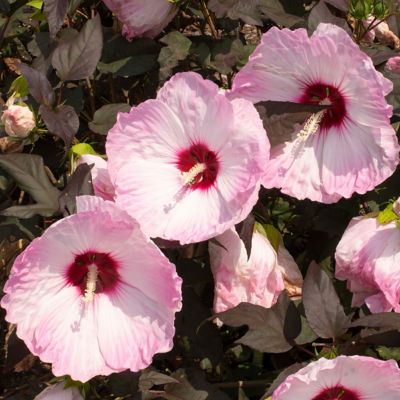 Image showing  3 gal. Potted Blush Hibiscus Head Over Heels Bush
