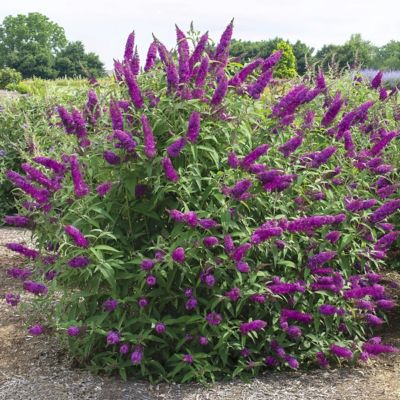 Image showing  3 gal. Potted Purple Buddleia Royal Razz Bush