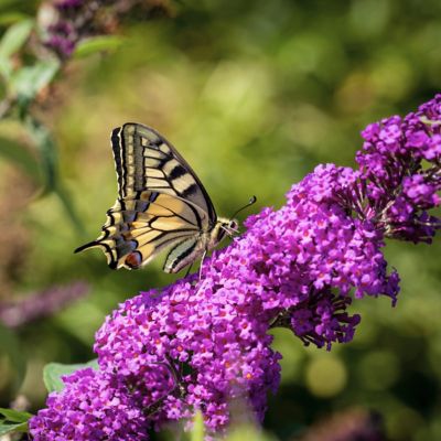 Image showing  3 gal. Potted Purple Buddleia Royal Razz Bush