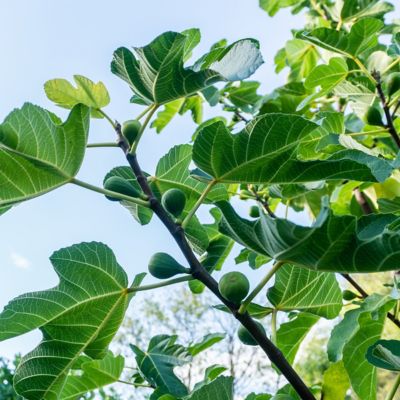 Image showing  1 gal. Fig Kadota