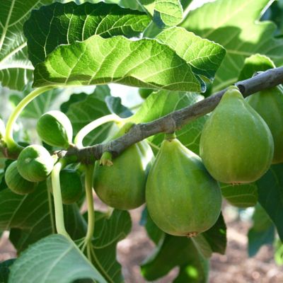 Image showing  1 gal. Fig Kadota