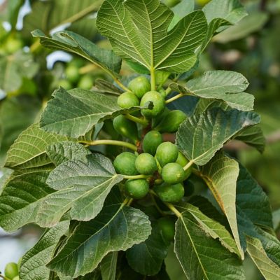 Image showing 5 th National Plant Network 1 gal. Potted Green/Yellow Fig Kadota Bush
