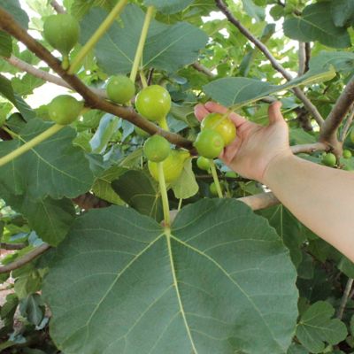 Image showing 6 th National Plant Network 1 gal. Potted Green/Yellow Fig Kadota Bush
