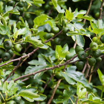 Image showing 7 th National Plant Network 1 gal. Potted Green/Yellow Fig Kadota Bush