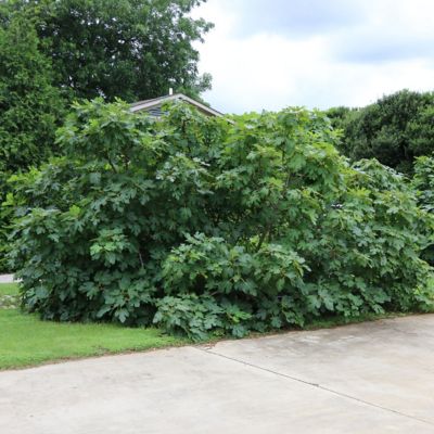 Image showing  1 gal. Fig Black Mission