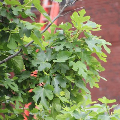 Image showing  1 gal. Fig Black Mission