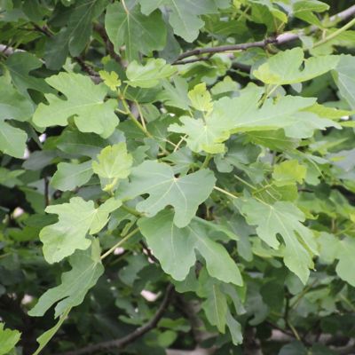 Image showing 6 th National Plant Network 1 gal. Fig Black Mission