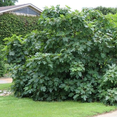 Image showing 7 th National Plant Network 1 gal. Fig Black Mission