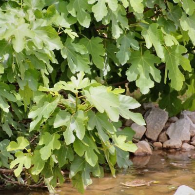 Image showing 8 th National Plant Network 1 gal. Fig Black Mission