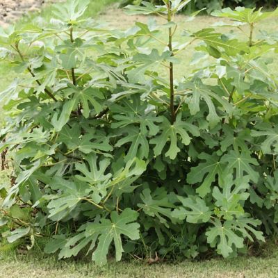 Image showing  1 gal. Fig Black Turkey