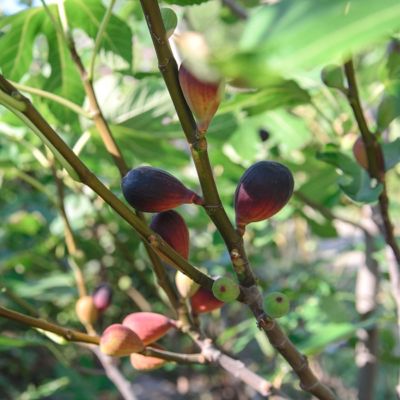 Image showing  1 gal. Fig Black Turkey