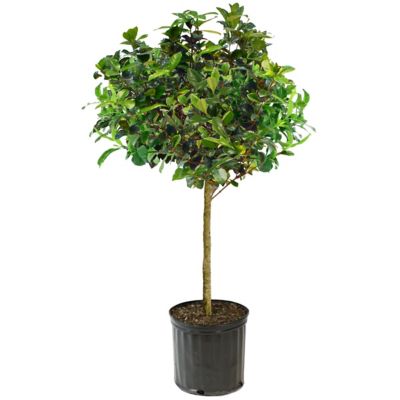 National Plant Network 3 gal. Gardenia Aimee Tree
