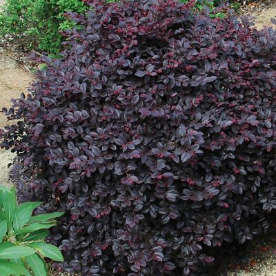 National Plant Network 1 gal. Loropetalum Cerise Charm