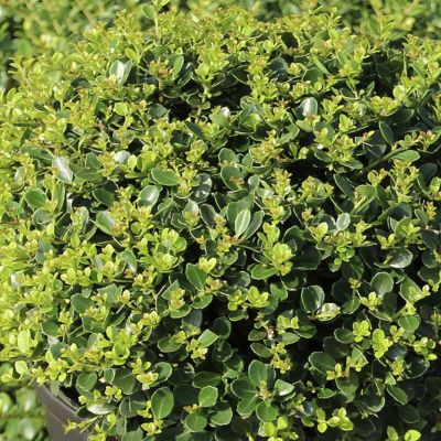 National Plant Network 1 gal. Potted Green Ilex Helleri Holly Bush