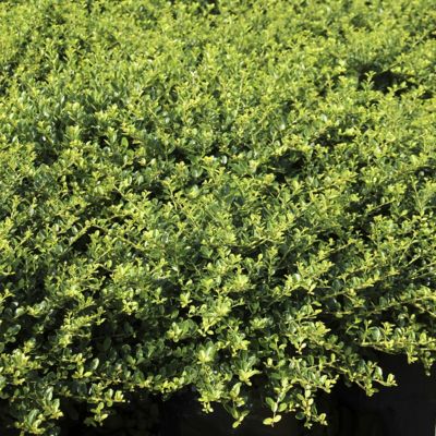 Image showing 1 th National Plant Network 1 gal. Potted Green Ilex Helleri Holly Bush