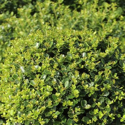 Image showing 2 th National Plant Network 1 gal. Potted Green Ilex Helleri Holly Bush