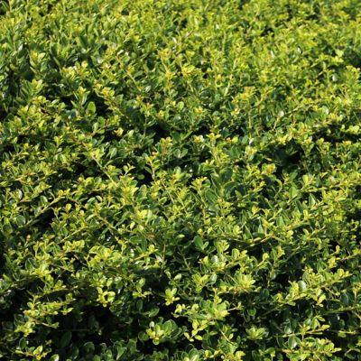 Image showing 3 th National Plant Network 1 gal. Potted Green Ilex Helleri Holly Bush