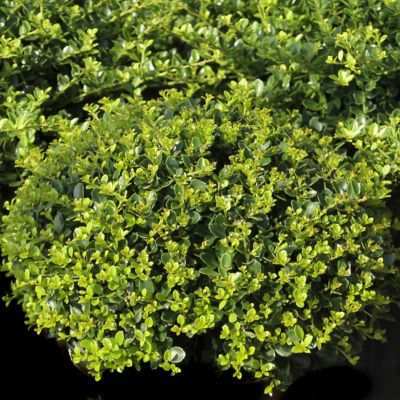 Image showing 4 th National Plant Network 1 gal. Potted Green Ilex Helleri Holly Bush