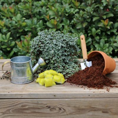 Image showing  Plant with Purpose Flower Booster Water Soluable Fertilizer - 10 pods