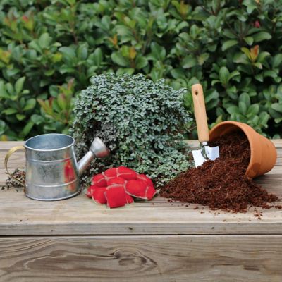 Image showing  Plant with Purpose Rose Booster Water Soluable Fertilizer - 10 pods