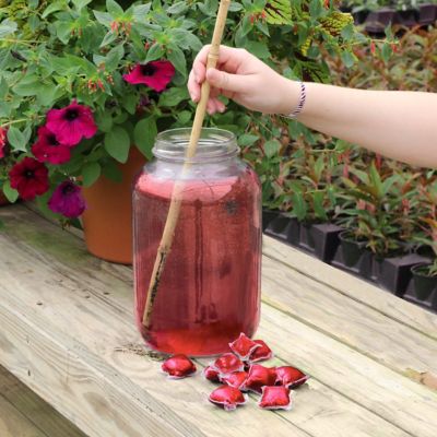 Image showing  Plant with Purpose Rose Booster Water Soluable Fertilizer - 10 pods