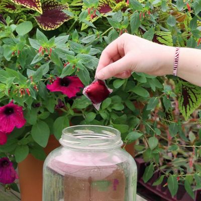 Image showing  Plant with Purpose Rose Booster Water Soluable Fertilizer - 10 pods