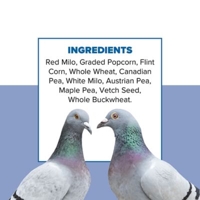 Image showing  Pigeon Feed, 50 lb. Bag