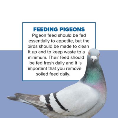 Image showing  Pigeon Feed, 50 lb. Bag