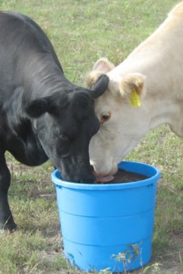 Westway Feed Products Mineral Tub with Altosid Fly Control for Cattle, 125 lb. per Pallet, 16 Units