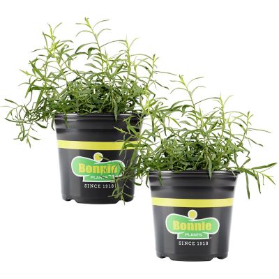 Bonnie Plants Plants 19.3 oz. Tarragon-French, 2-Pack