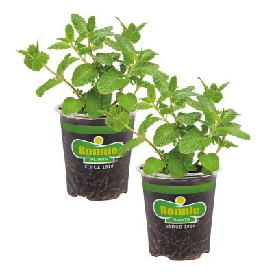 Bonnie Plants Plants 19.3 oz. Mint-Mojito, 2-Pack