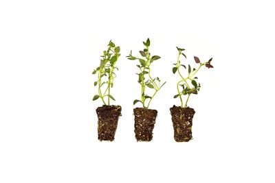 Bonnie Plants Plants Thyme 3-Pack Plugs