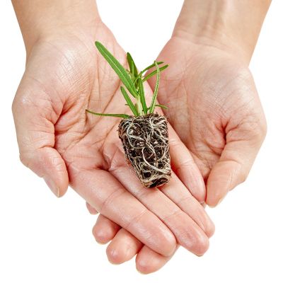 Image showing  Plants Thyme 3-Pack Plugs