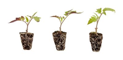 Bonnie Plants Plants Husky Cherry Tomato 3-Pack Plugs