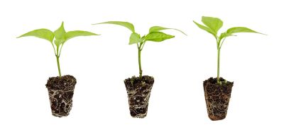 Bonnie Plants Plants Habanero Pepper 3-Pack Plugs