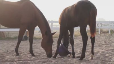 Image showing  ClariFly Top-Dress Fly Control, 15 lb.