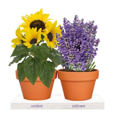 Image showing  Duo Lavender - Sunflower Grow Kit