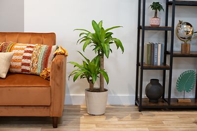 Image showing  10 in. Assorted Foliage