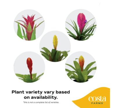 Image showing  4 in. Bromeliads