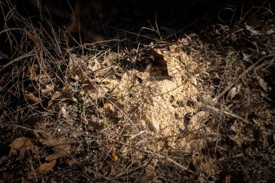 Image showing  Deer Candy, 10 lb.