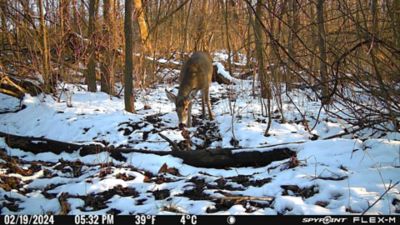 Image showing 8 th SPYPOINT Solar Bundle Flex M SPLB-10 Game Camera Accessory