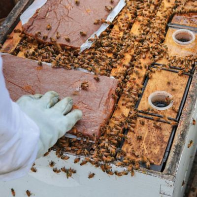 Image showing  Ultra Bee Plus Bee Feed Pollen Substitute 10 Pack