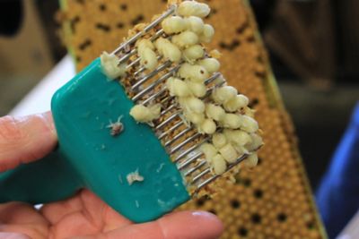 Image showing  Metal Honey Uncapping Scratcher