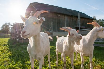 Image showing  Trace Mineral Cattle Salt, 50 lb.