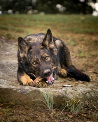 Image showing  Bully Slices Dog Chew Treats, 7 oz.