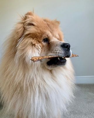 Image showing  Bully Slices Dog Chew Treats, 7 oz.